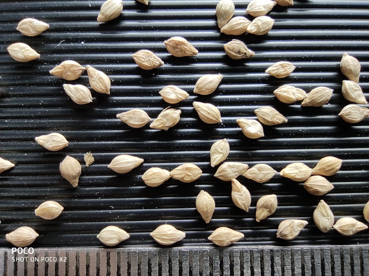 9 Millet Grain Identification in a better way Millet Advisor