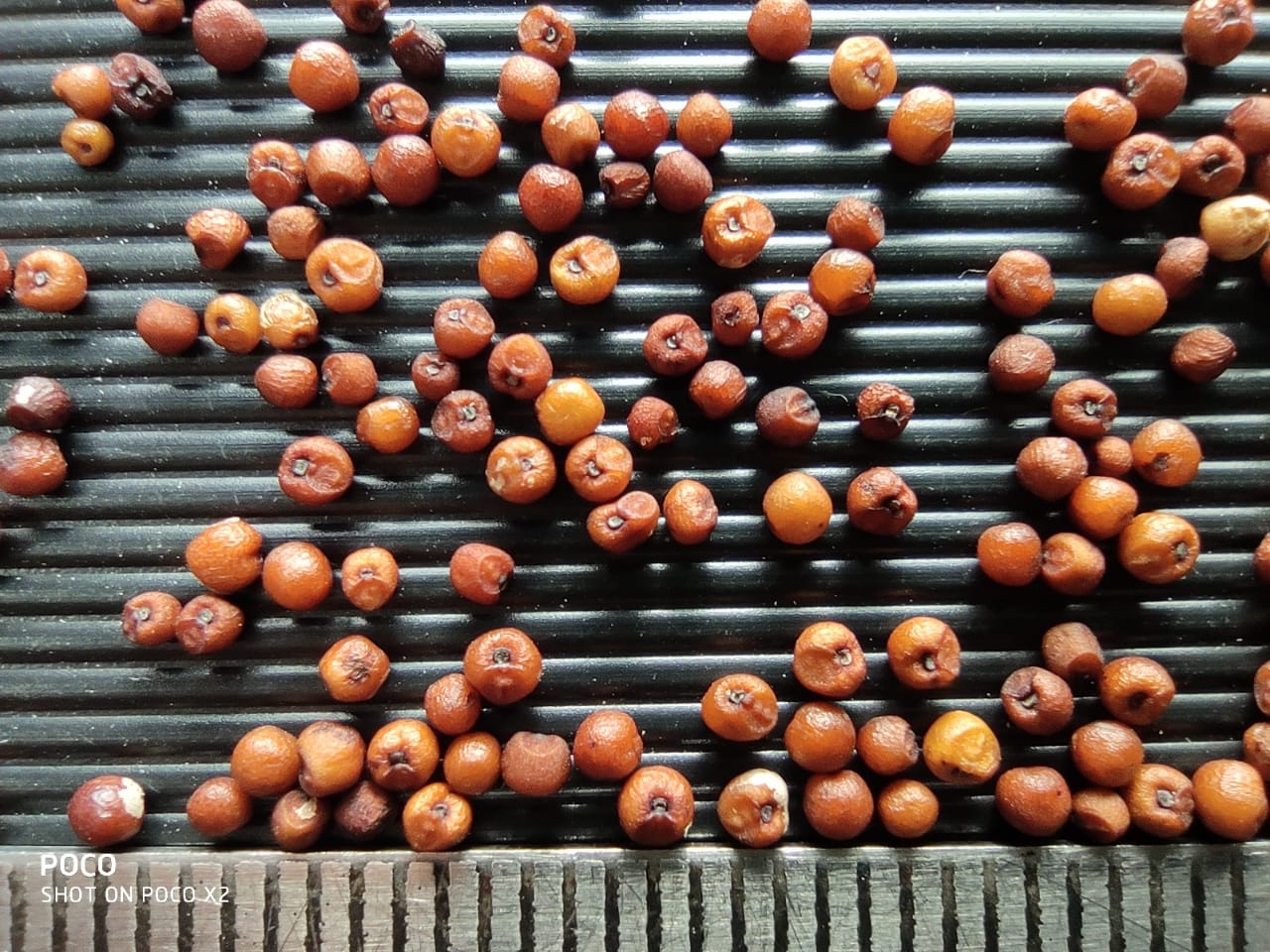 9 Millet Grain Identification in a better way Millet Advisor