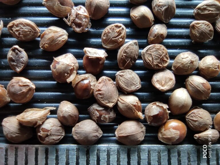 9 Millet Grain Identification in a better way Millet Advisor