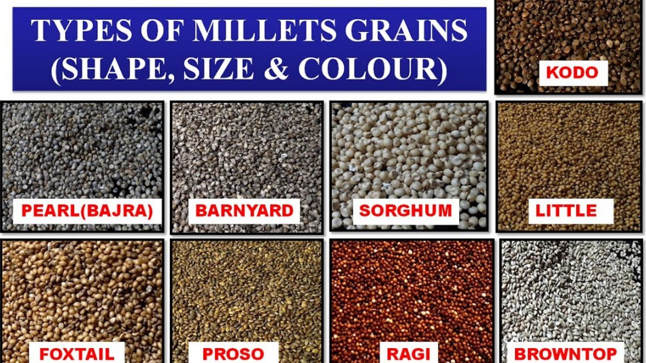 9 Millet Grain Identification In A Better Way Millet Advisor