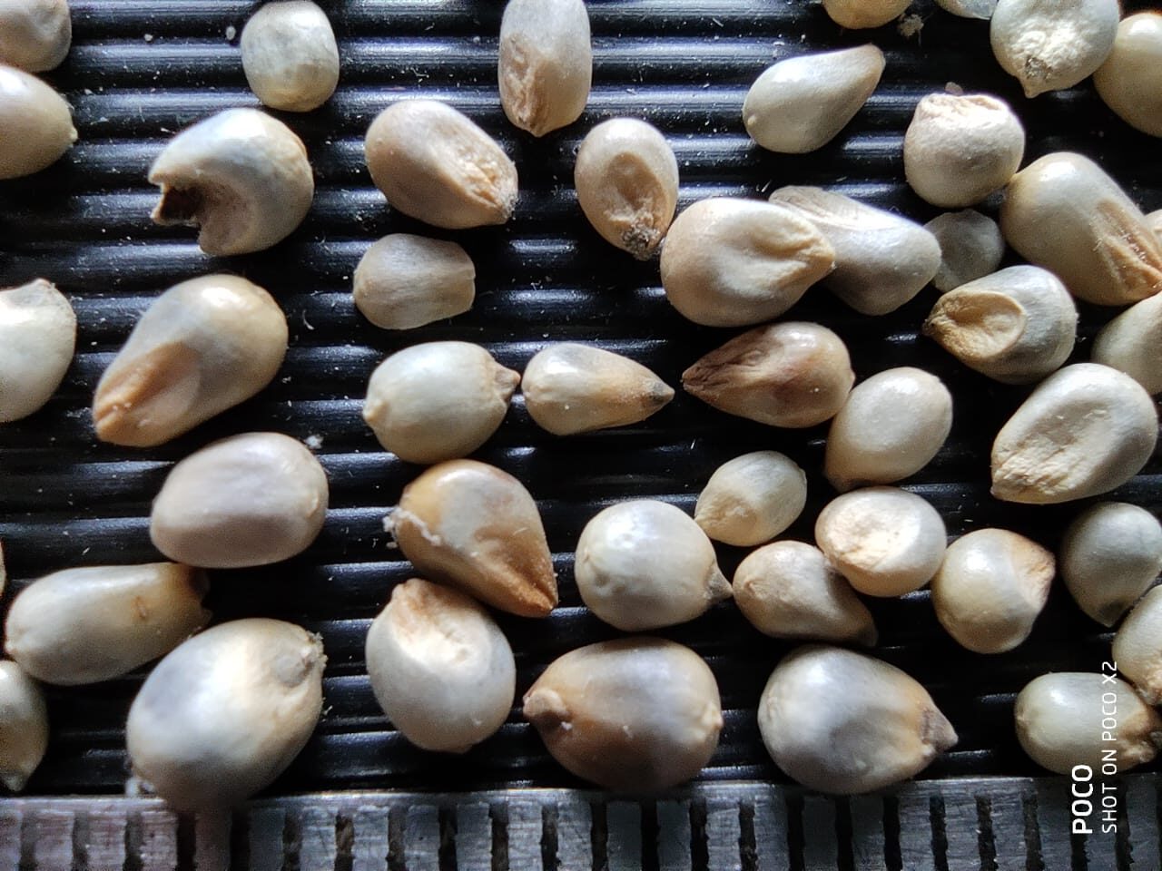 9 Millet Grain Identification in a better way Millet Advisor