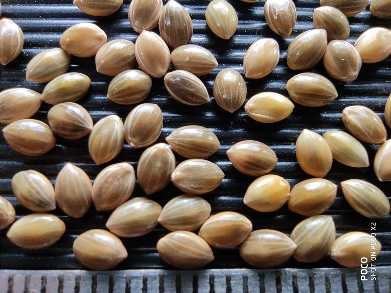 9 Millet Grain Identification in a better way Millet Advisor