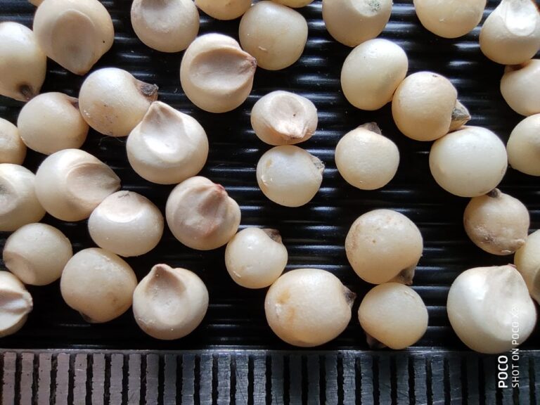 9 Millet Grain Identification in a better way Millet Advisor