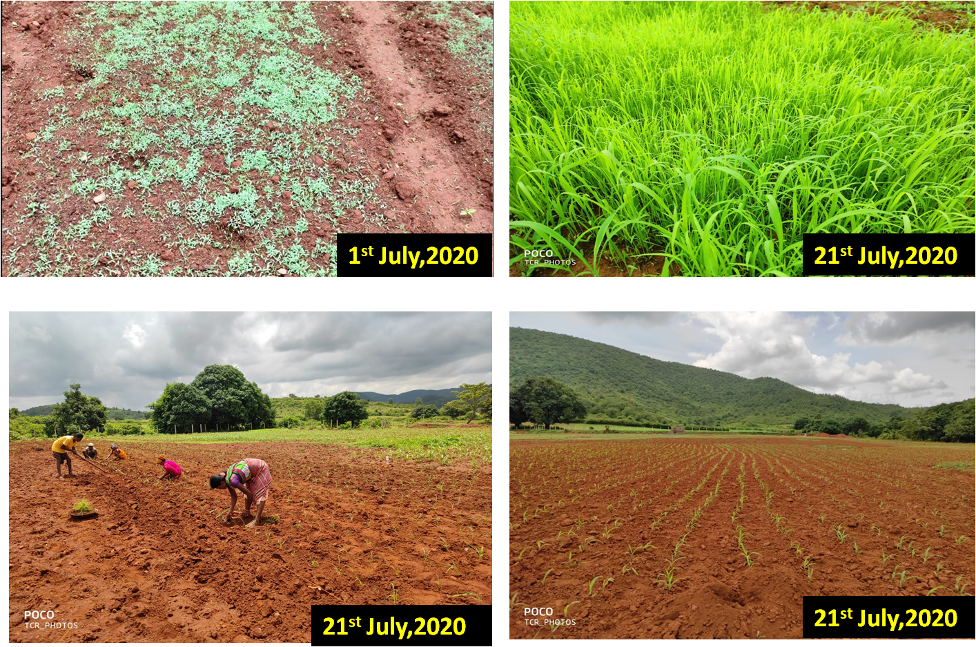 Barnyard Millet Experiment shows hope of rich diversification in
