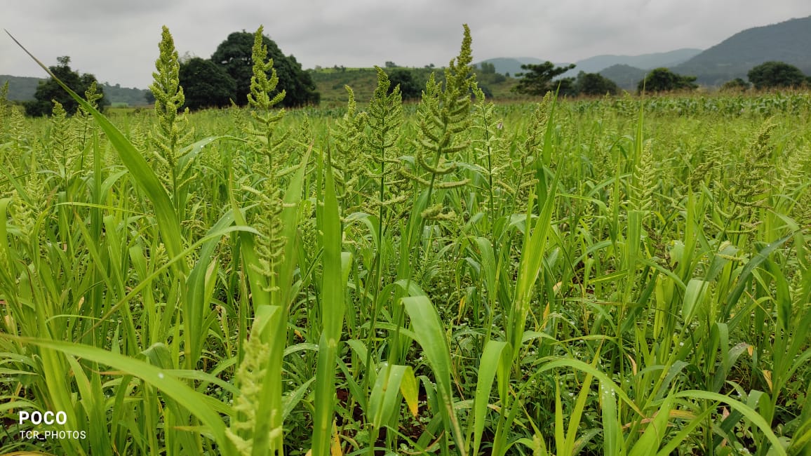 What is Millet and Why the Miracle Grains are grown in Koraput Millet