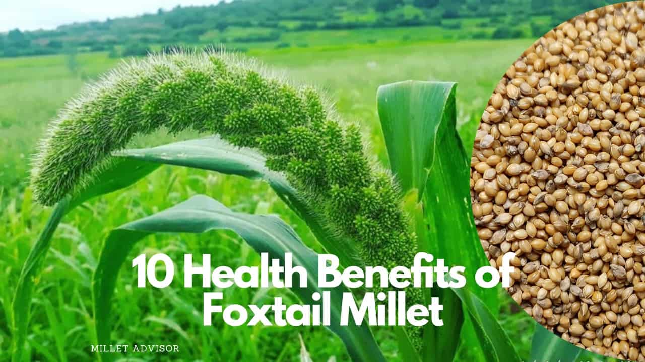 Benefits of Foxtail Millet