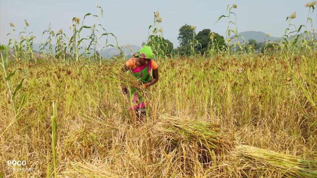 Millet Vs Quinoa