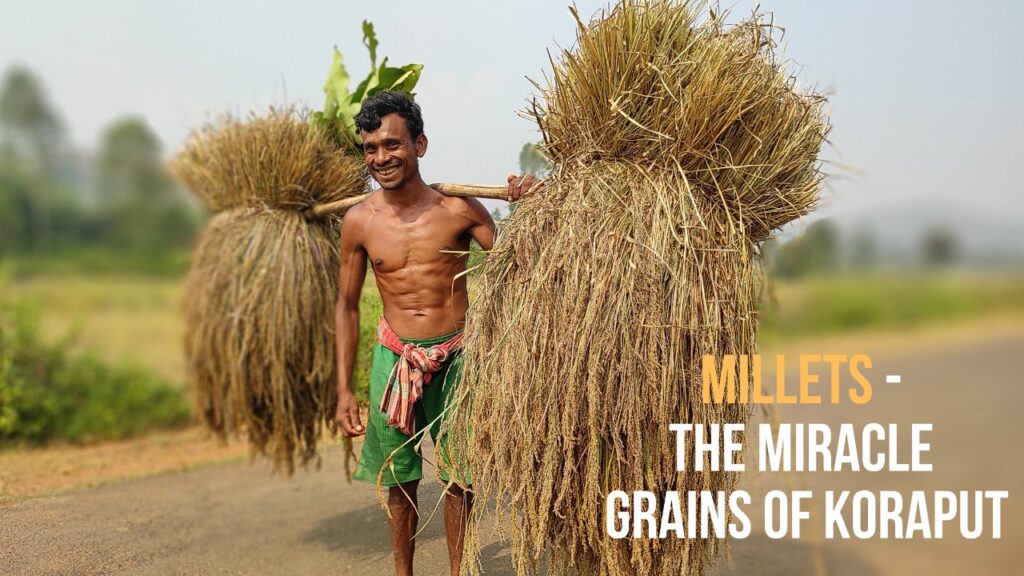 What is Millet and Why the Miracle Grains are grown in Koraput Millet