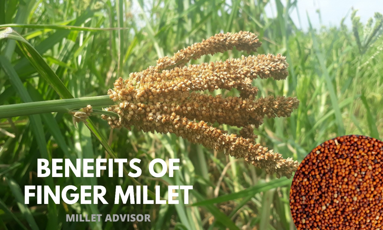 Is Finger Millet Good For Health