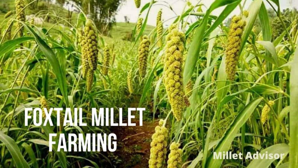 Foxtail Millet Farming Technique for Better Yield in India Millet Advisor