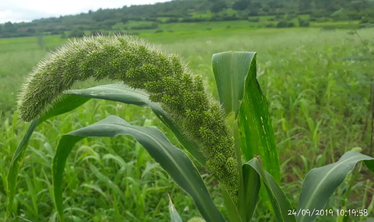 What Is Foxtail Millet Called In Gujarati