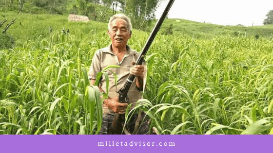 Foxtail Millet Farming