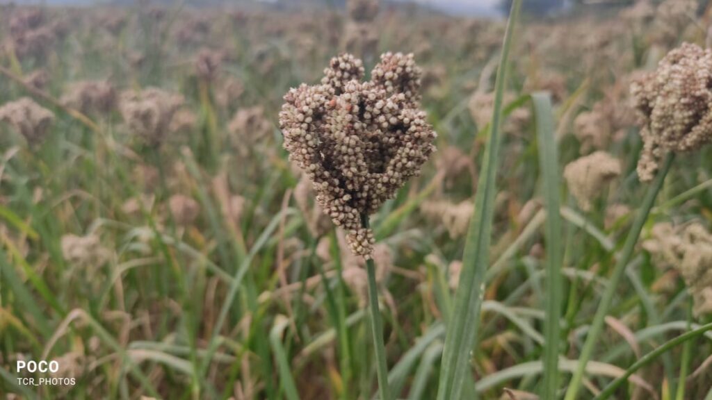 benefits of Finger Millet