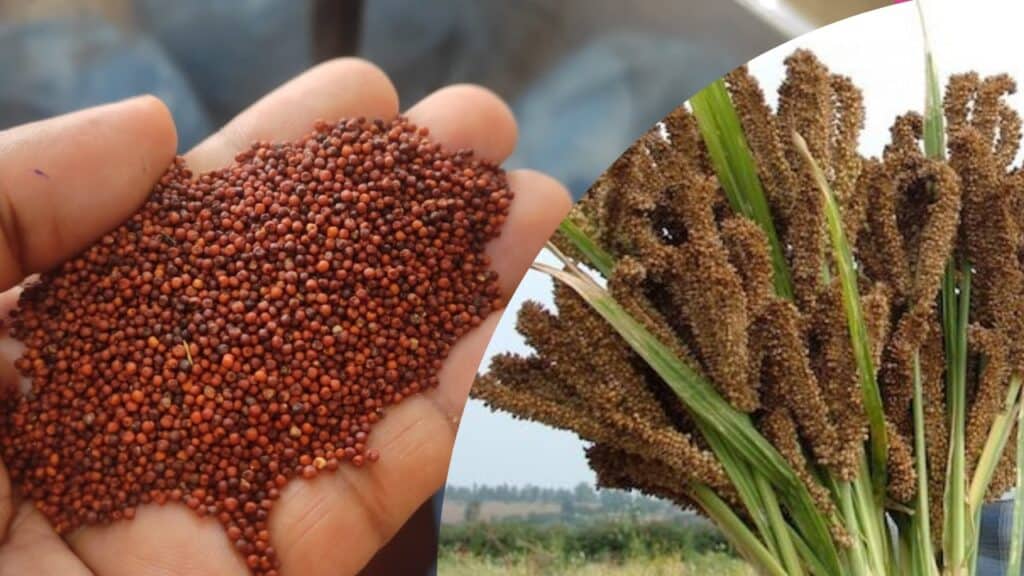 Finger Millet for Weight loss
