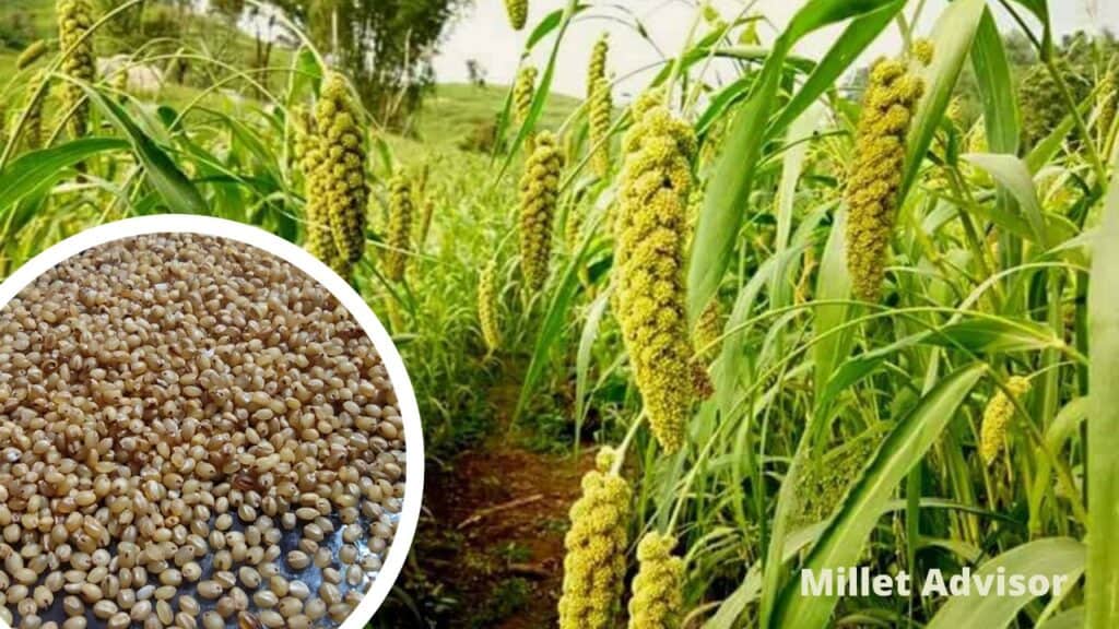 Foxtail Millet for weight loss
