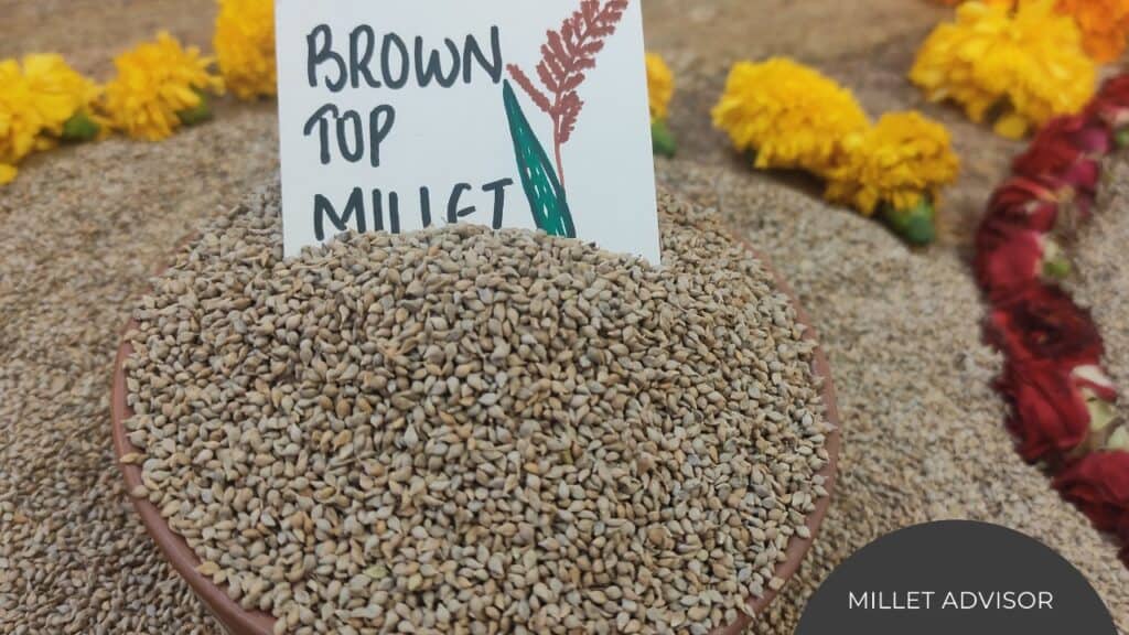 Browntop Millet Benefits