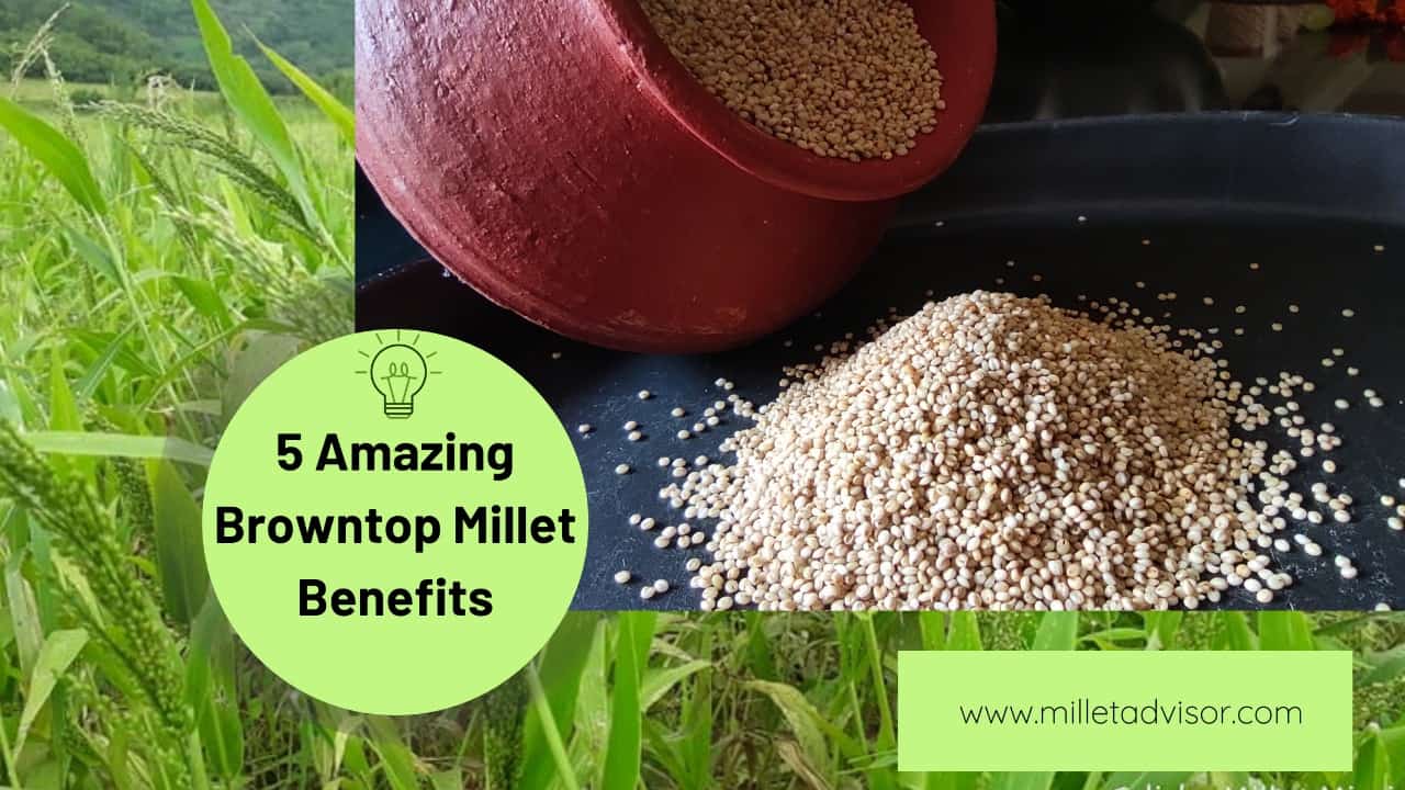 Browntop Millet Benefits