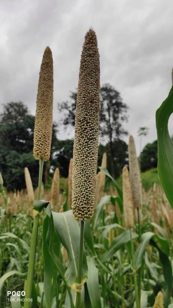 Importance of Millets