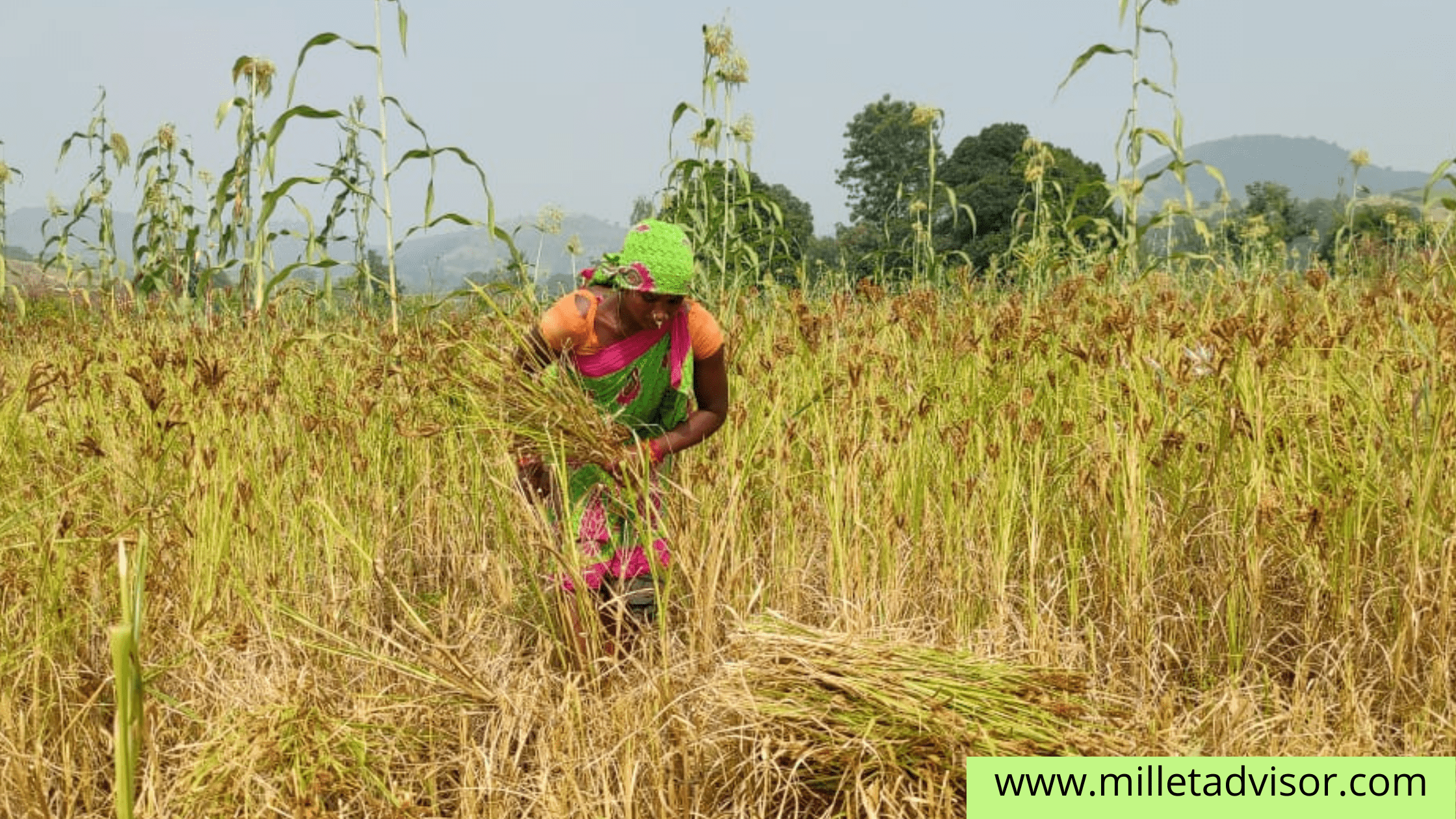 Importance of Millets