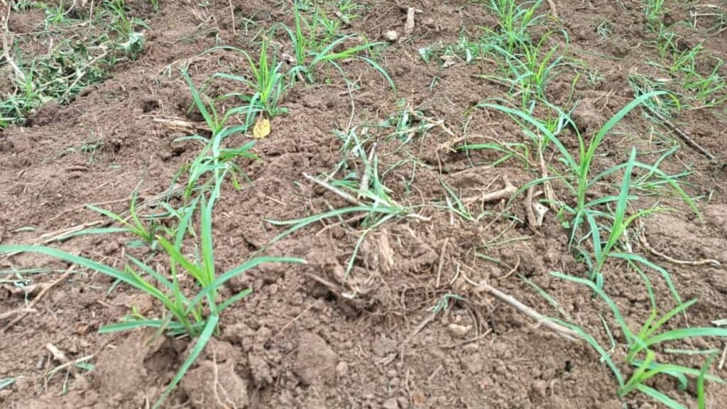 Finger Millet after 22 days