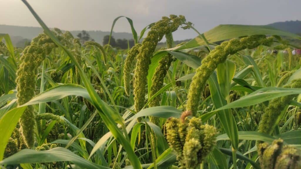 Mixed Cropping of Millets