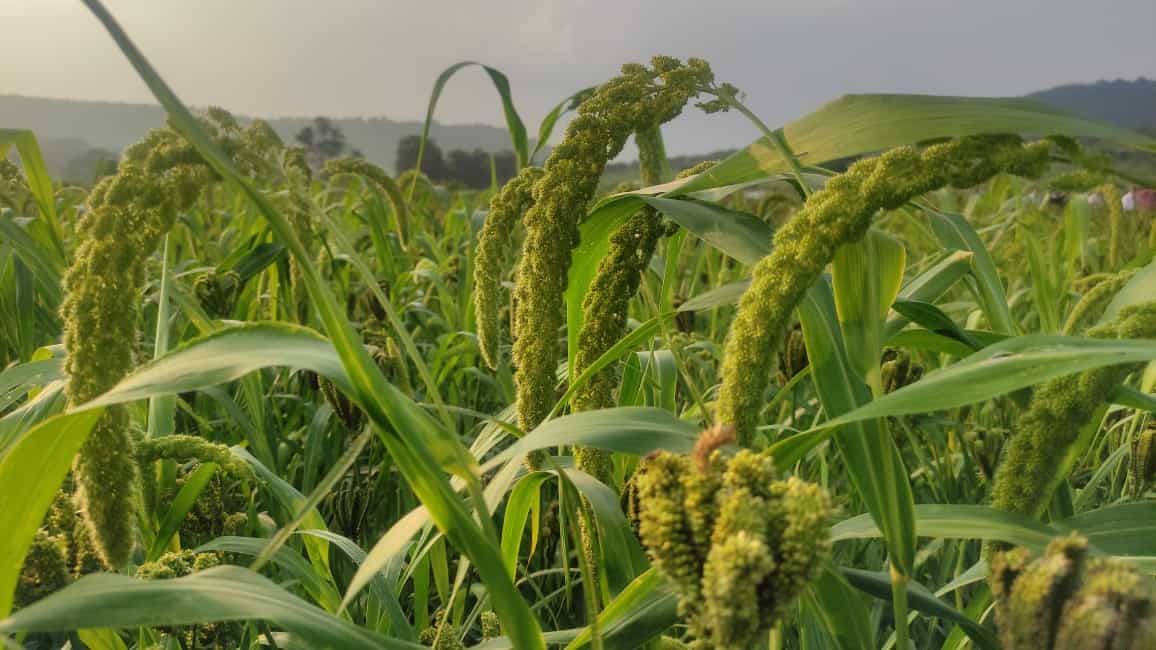 Millet Vs Quinoa Which grain is better for you in 2024?