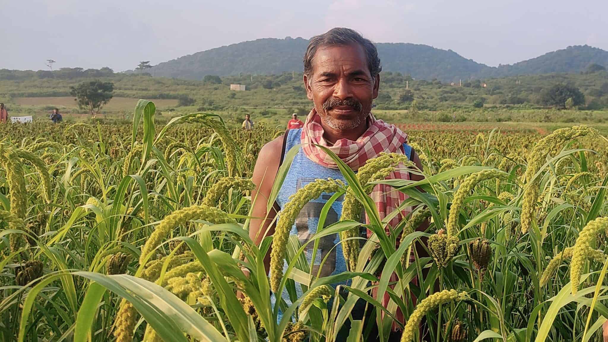 Unlock the Secrets Learn How to Grow Millet and Reap a Bountiful Harvest Millet Advisor