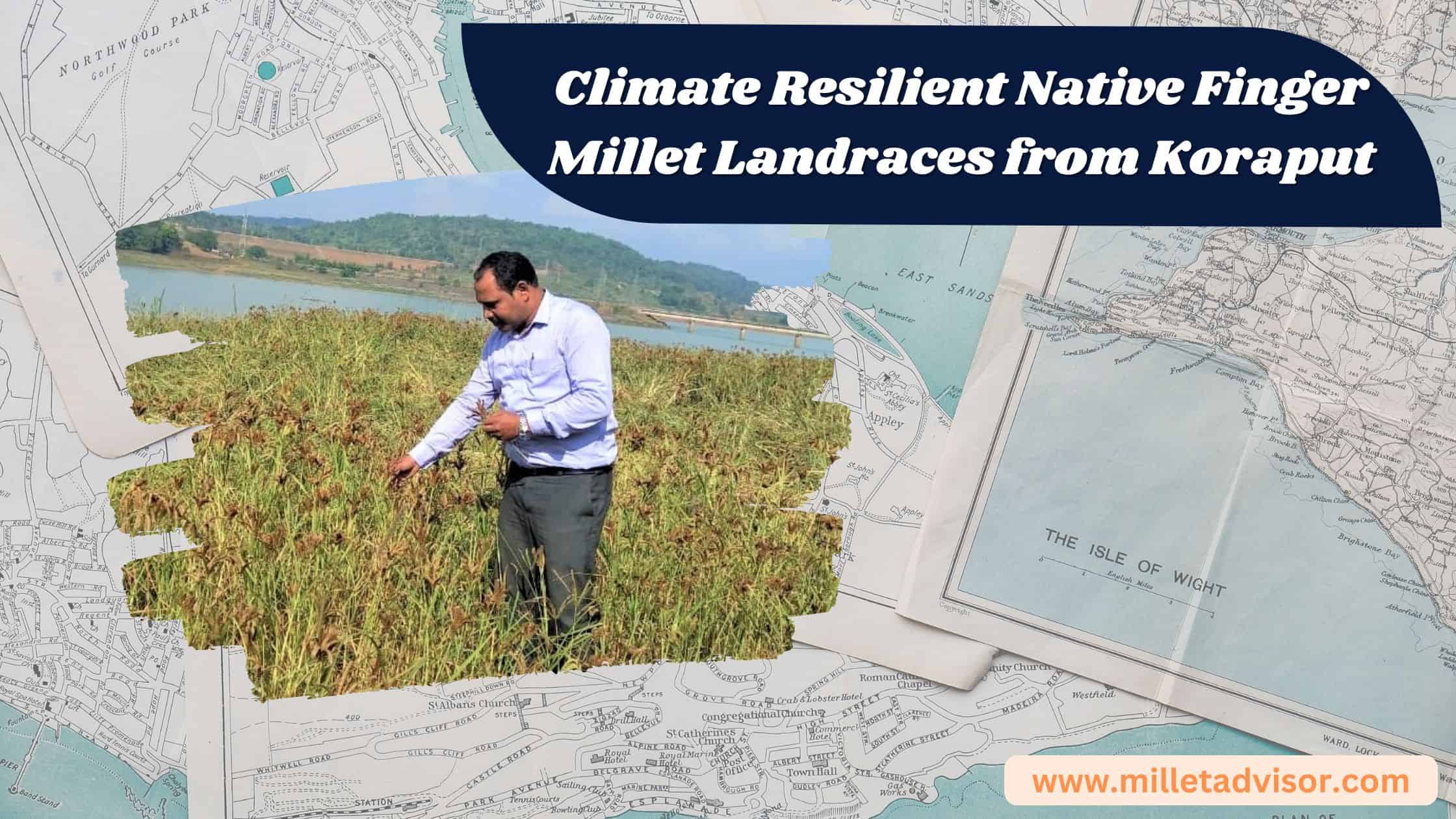 Climate Resilient Native Finger Millet Landraces