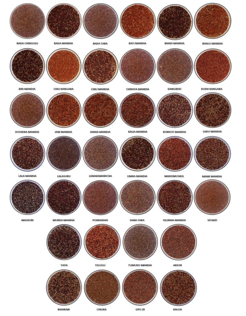 Morphological Diversity of Finger Millet