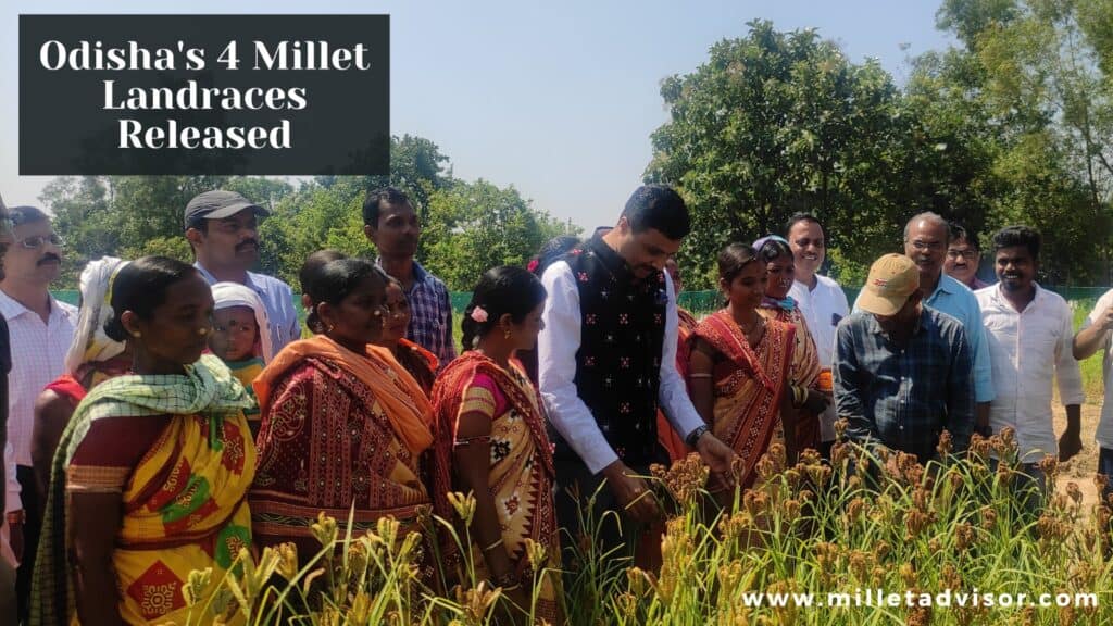 Odisha's Millet Landraces Legacy Pioneering Millet Varieties Enriching