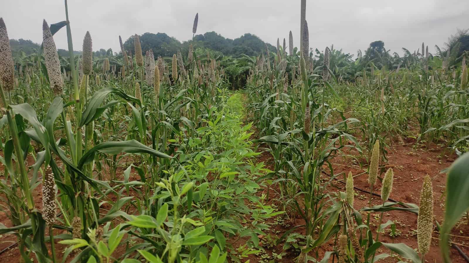 Unlock the Secrets: Learn How to Grow Millet and Reap a Bountiful ...