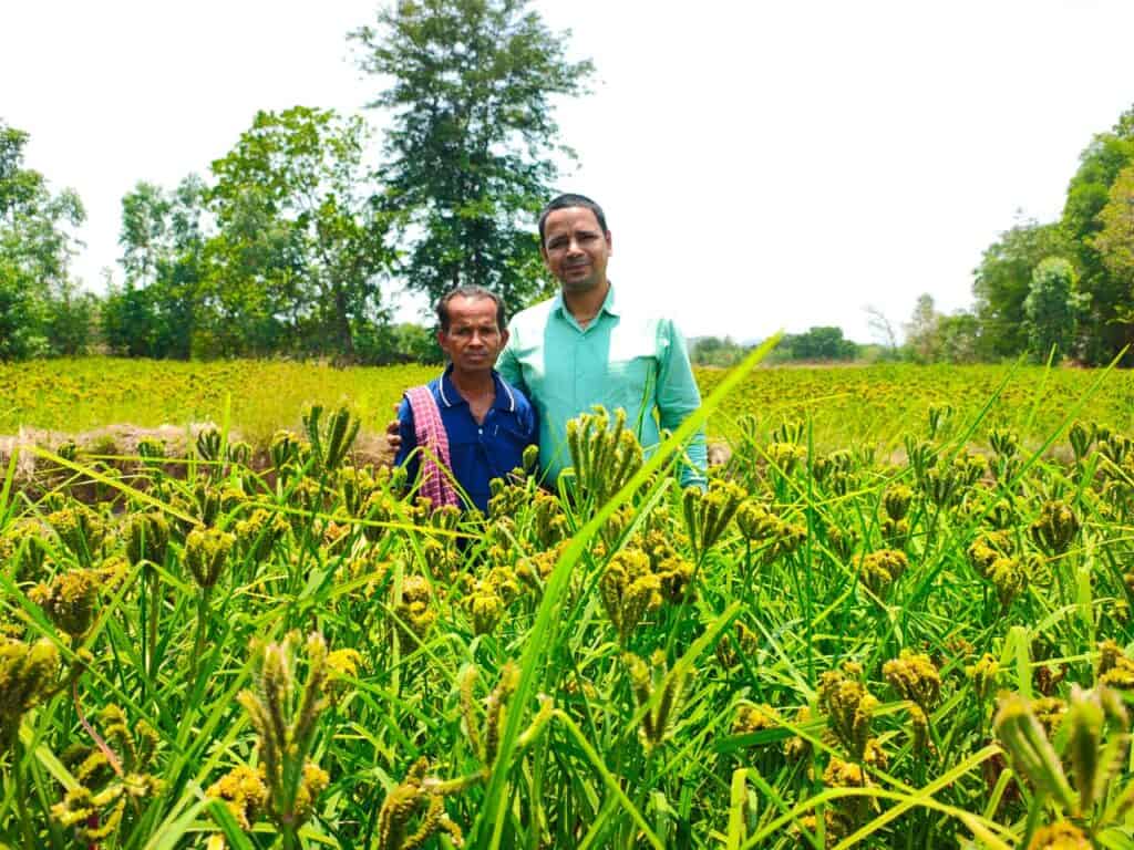 Environmental Sustainability of Millets