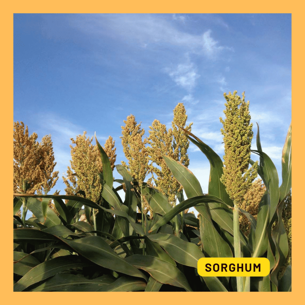 Sorghum