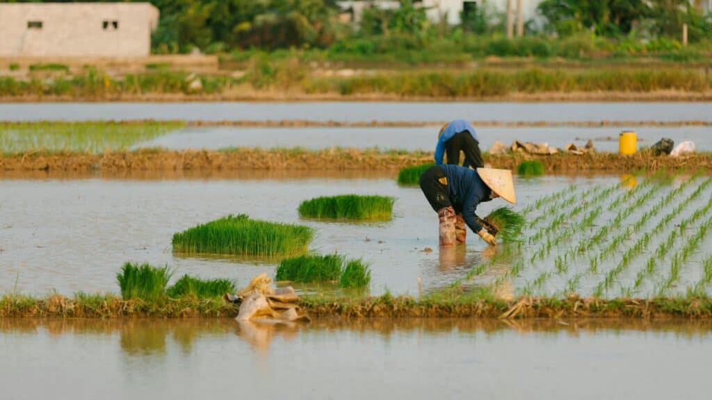 Millets Vs Rice