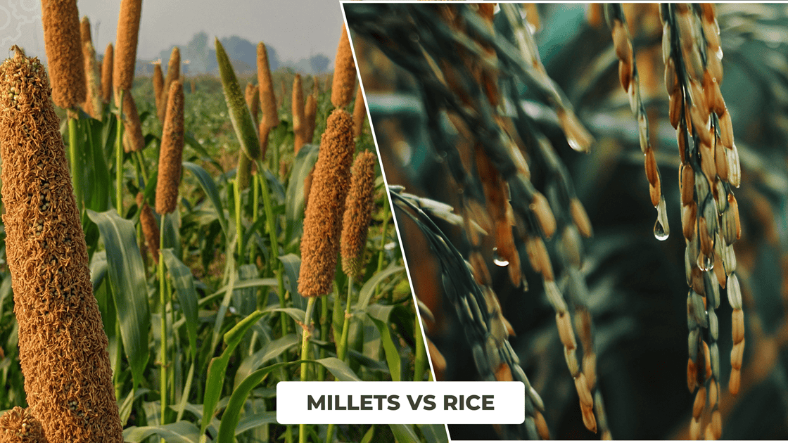 Millets vs Rice