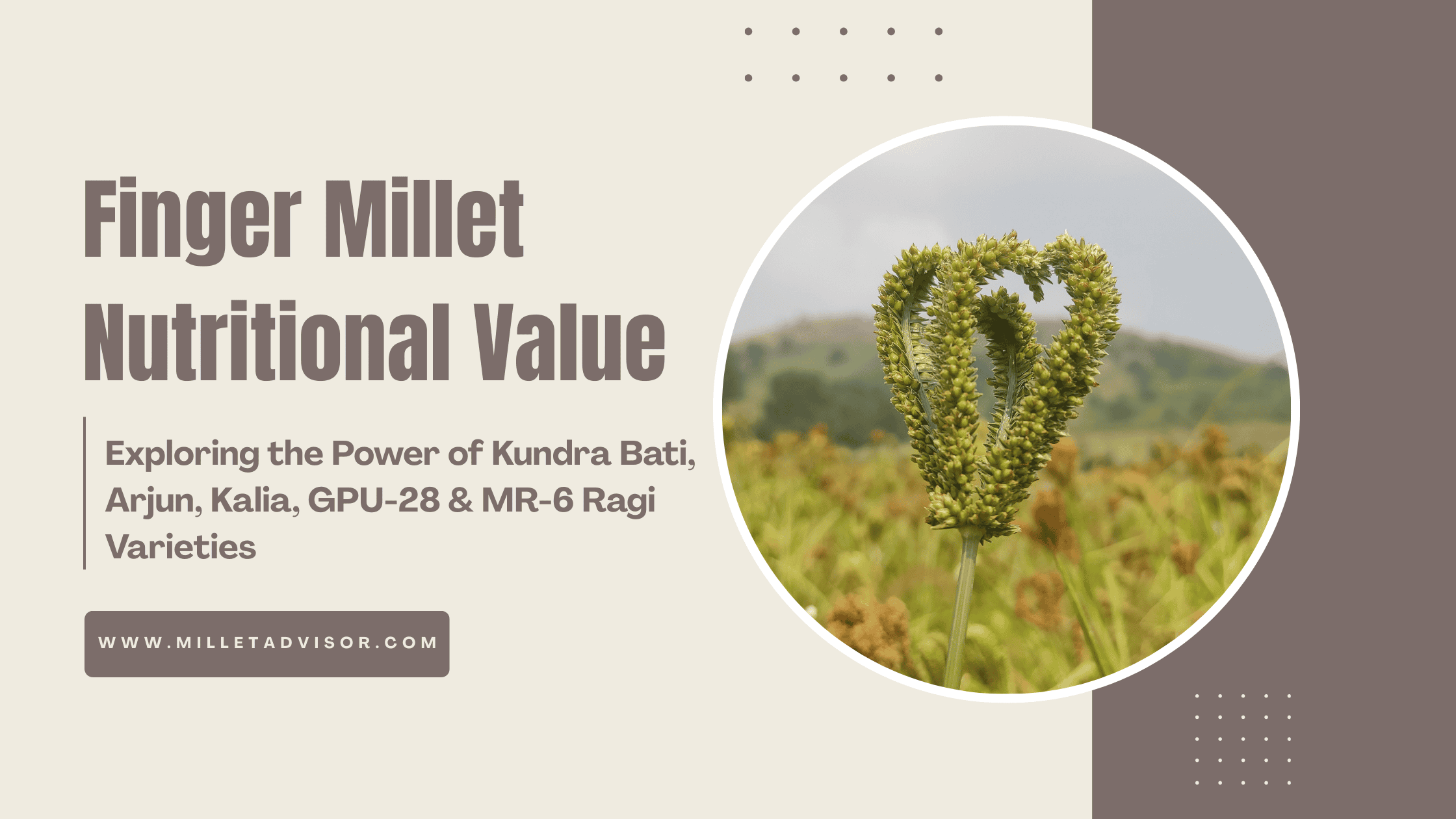 Finger Millet Nutritional Value